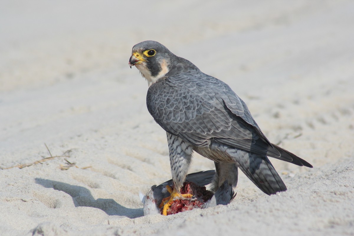 Peregrine Falcon - ML25473061