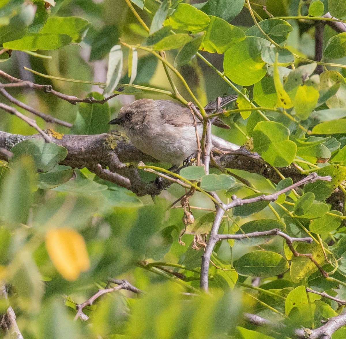 Bushtit - ML254731871