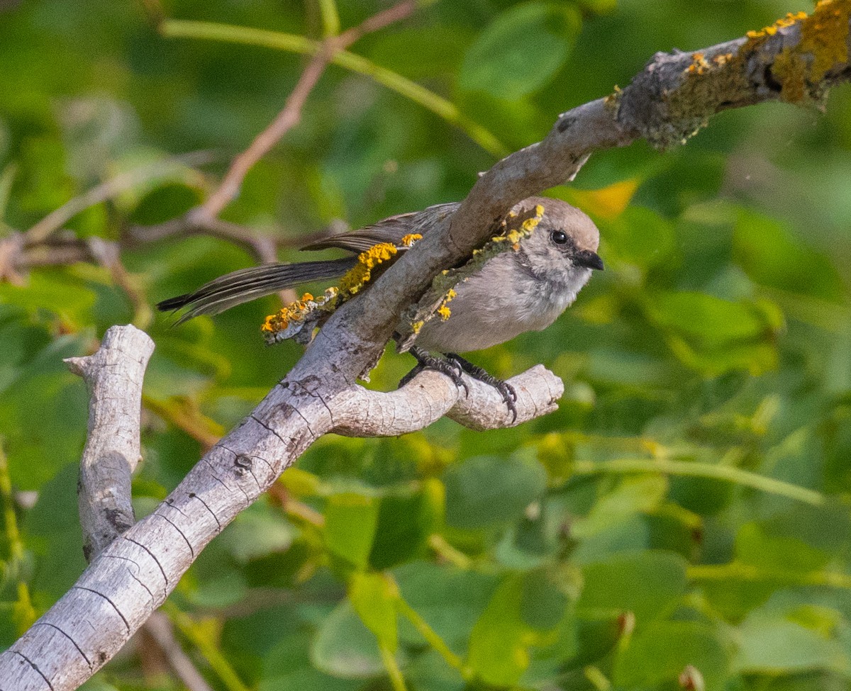 Bushtit - ML254731991