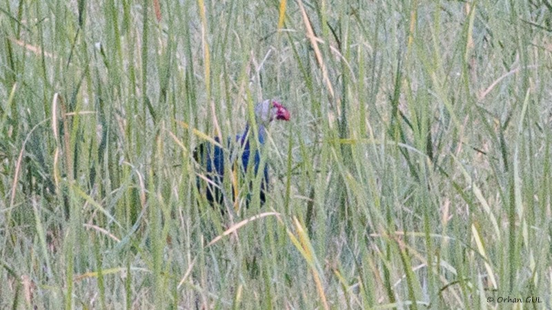 Gray-headed Swamphen - ML254732381