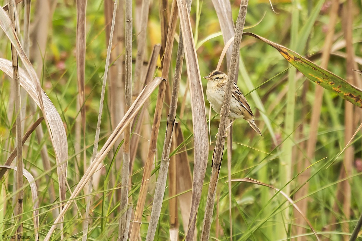 Aquatic Warbler - ML254732951