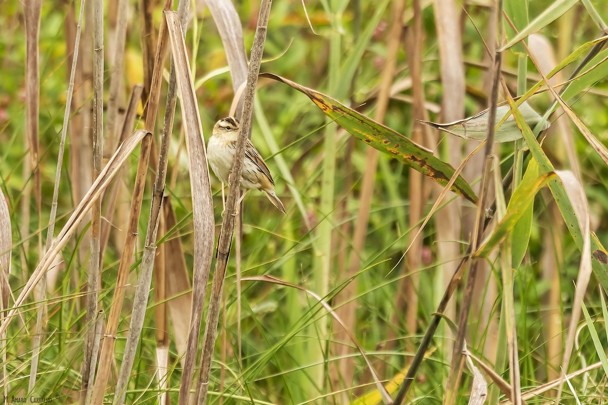 Aquatic Warbler - ML254732961