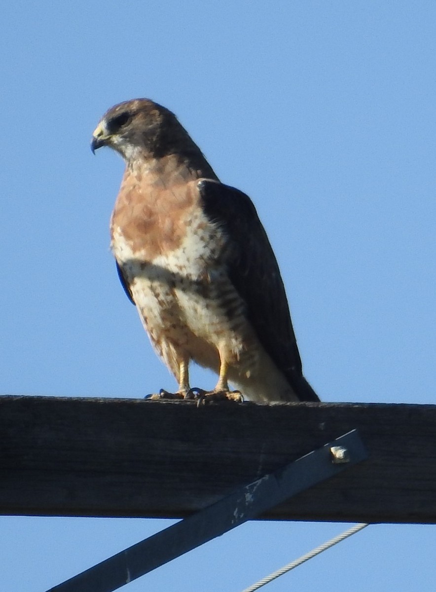 Swainson's Hawk - ML254733391