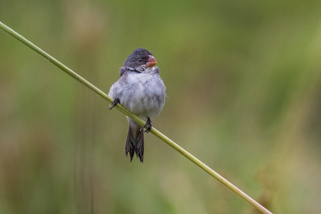 White-bellied Seedeater - Roberto Dall Agnol