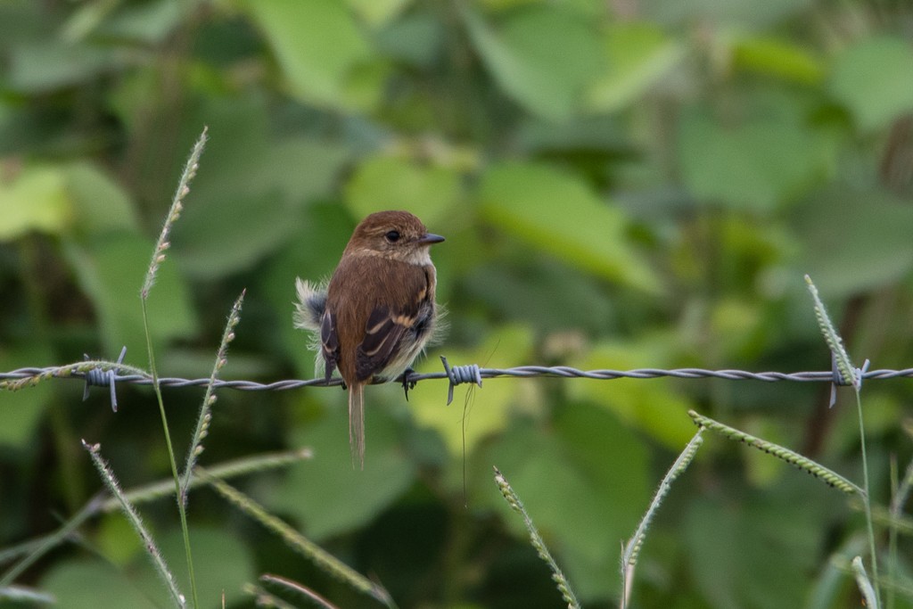 Euler's Flycatcher - Roberto Dall Agnol