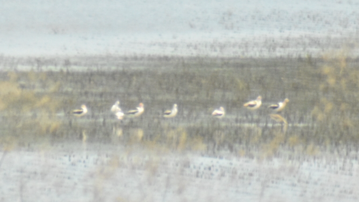 Avoceta Americana - ML254737031