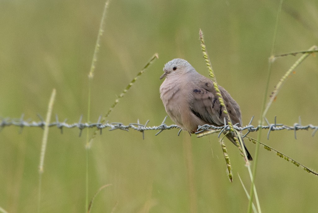 Plain-breasted Ground Dove - ML25473721