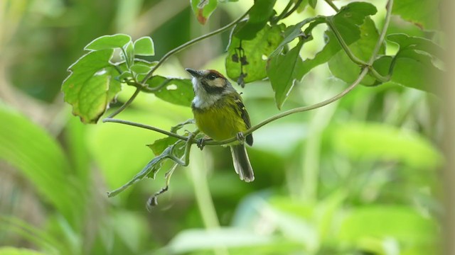 Rufous-crowned Tody-Flycatcher - ML254737711