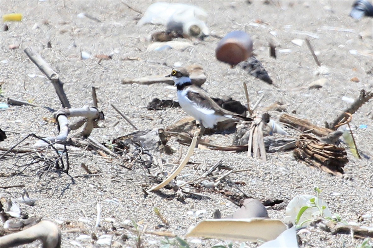 Little Ringed Plover - ML254737881