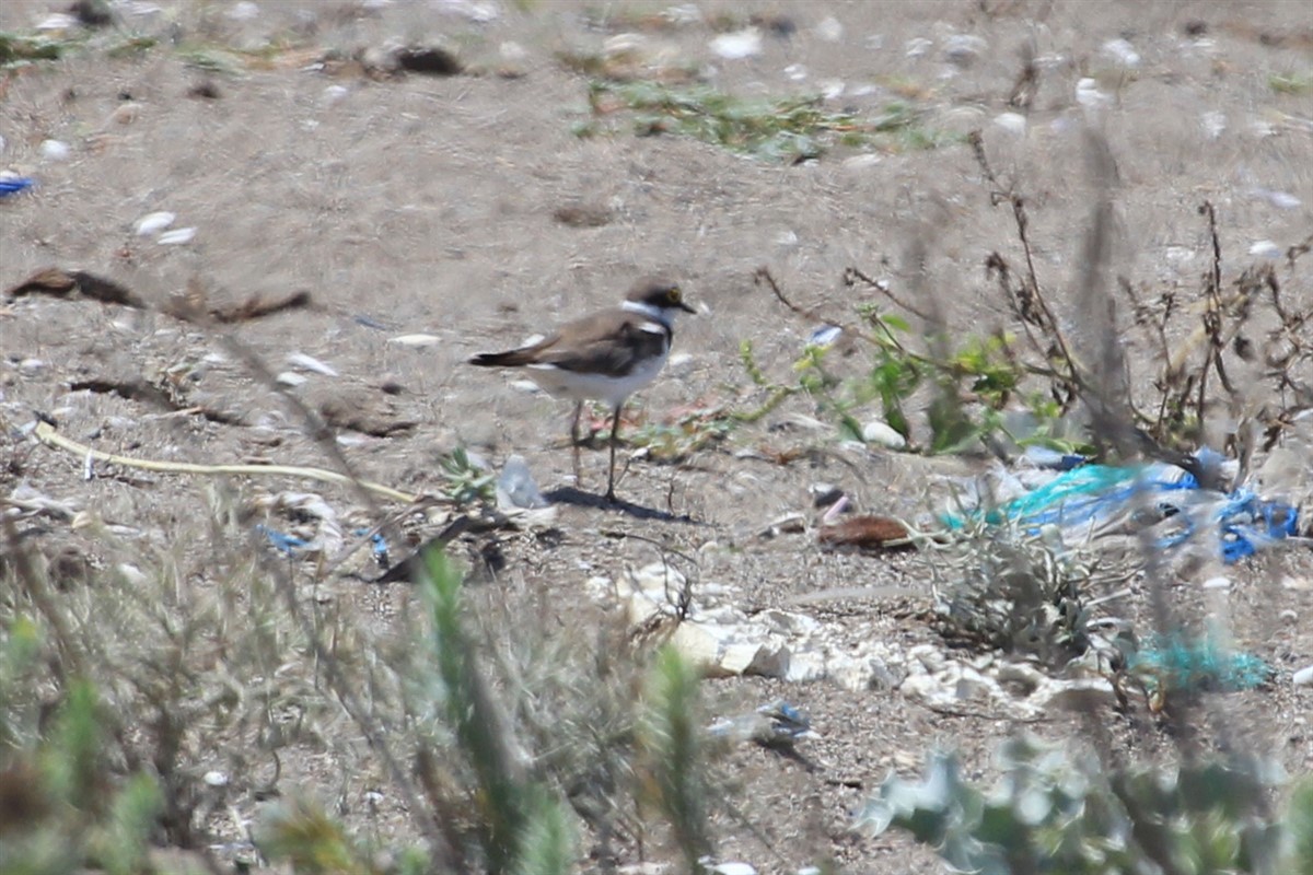 Little Ringed Plover - ML254737931