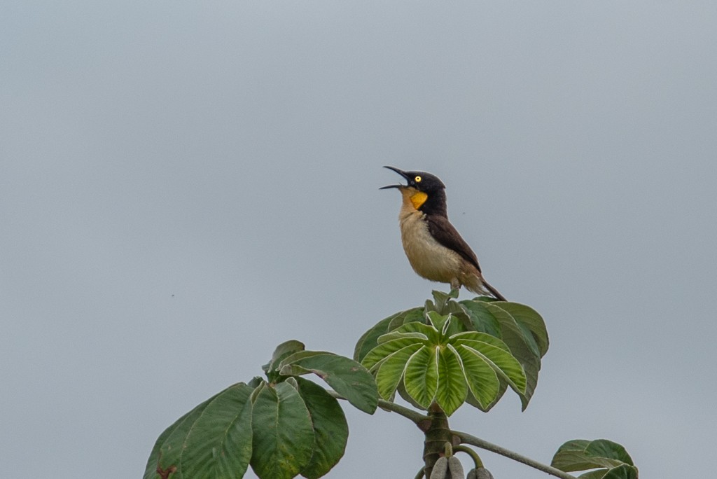 Black-capped Donacobius - Roberto Dall Agnol