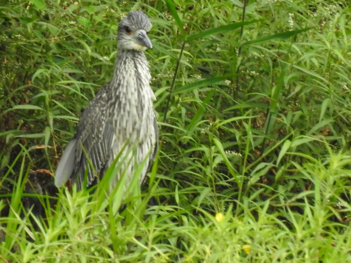 Yellow-crowned Night Heron - ML254739411