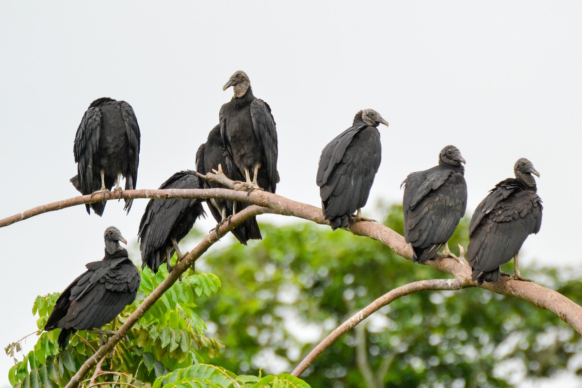 Black Vulture - ML254739911