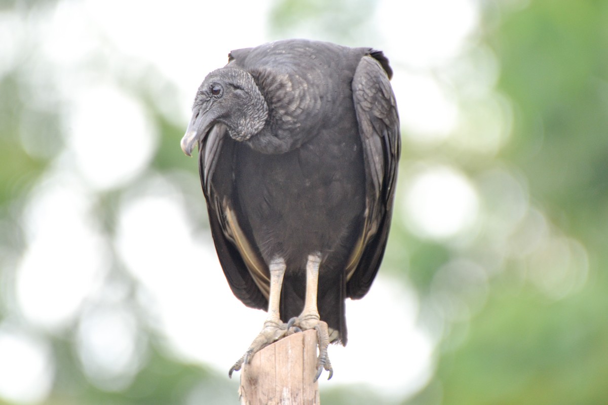 Black Vulture - ML254740041