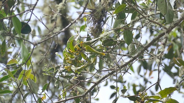 Chestnut-breasted Chlorophonia - ML254740511