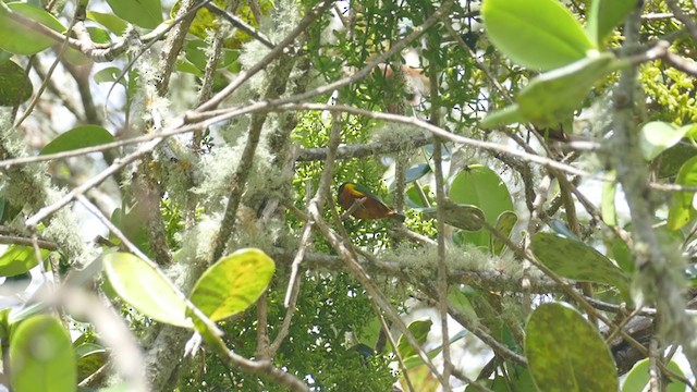 Chestnut-breasted Chlorophonia - ML254740561