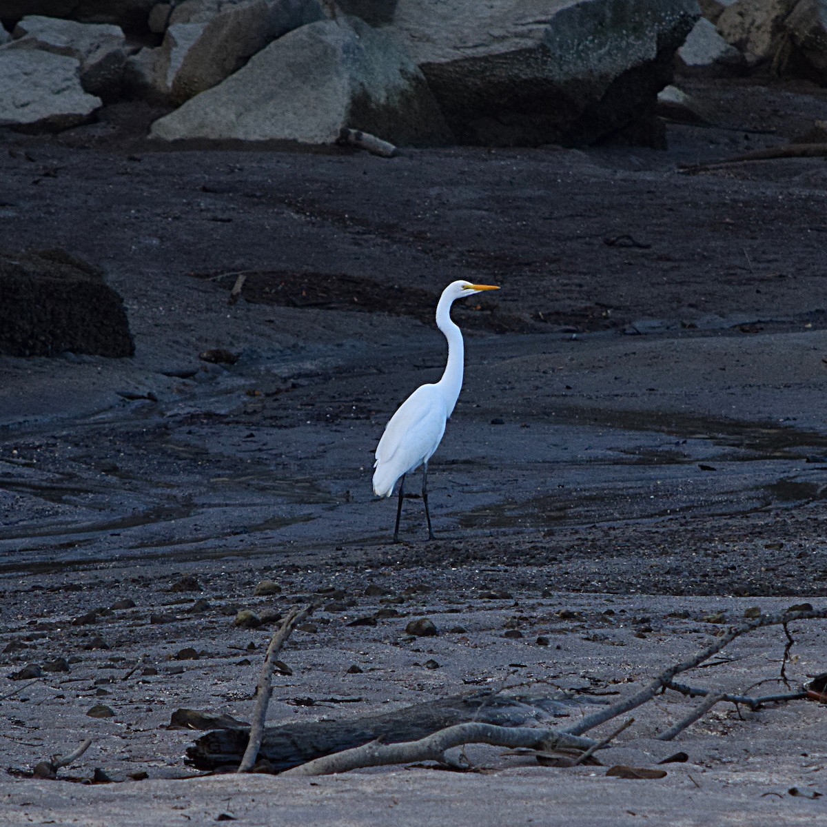 Great Egret - ML254740721