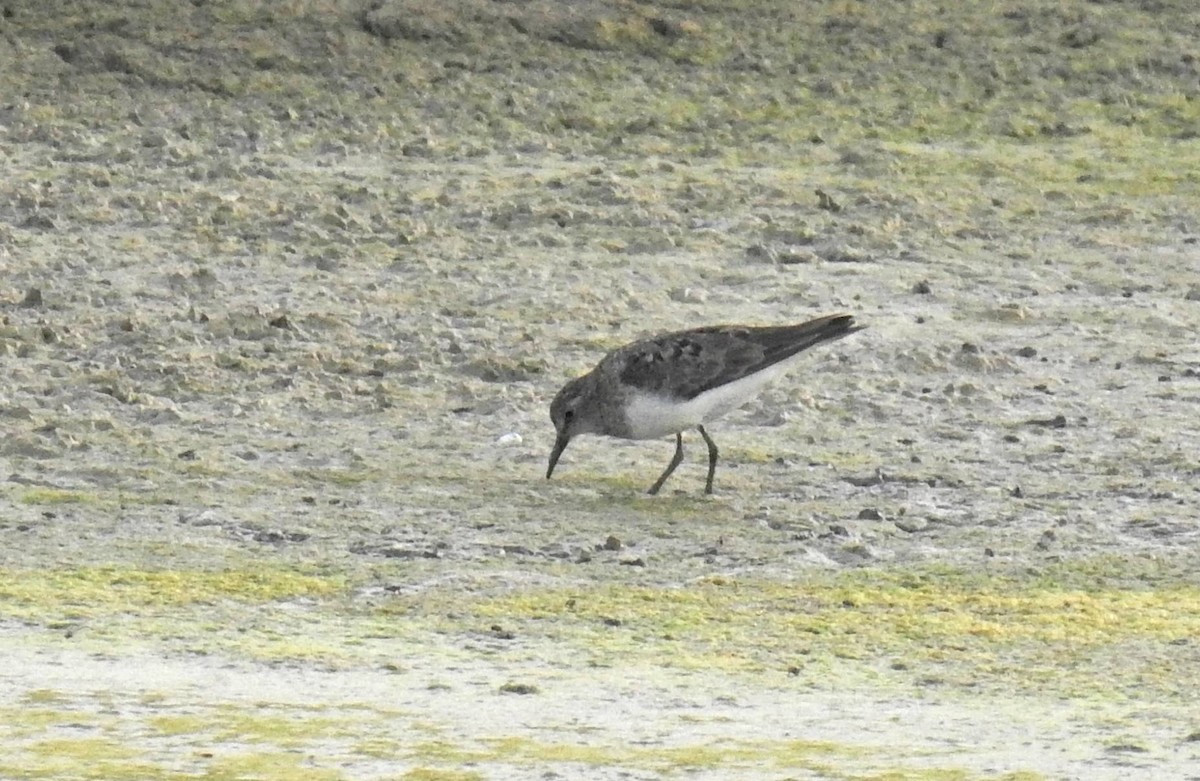 temmincksnipe - ML254740951