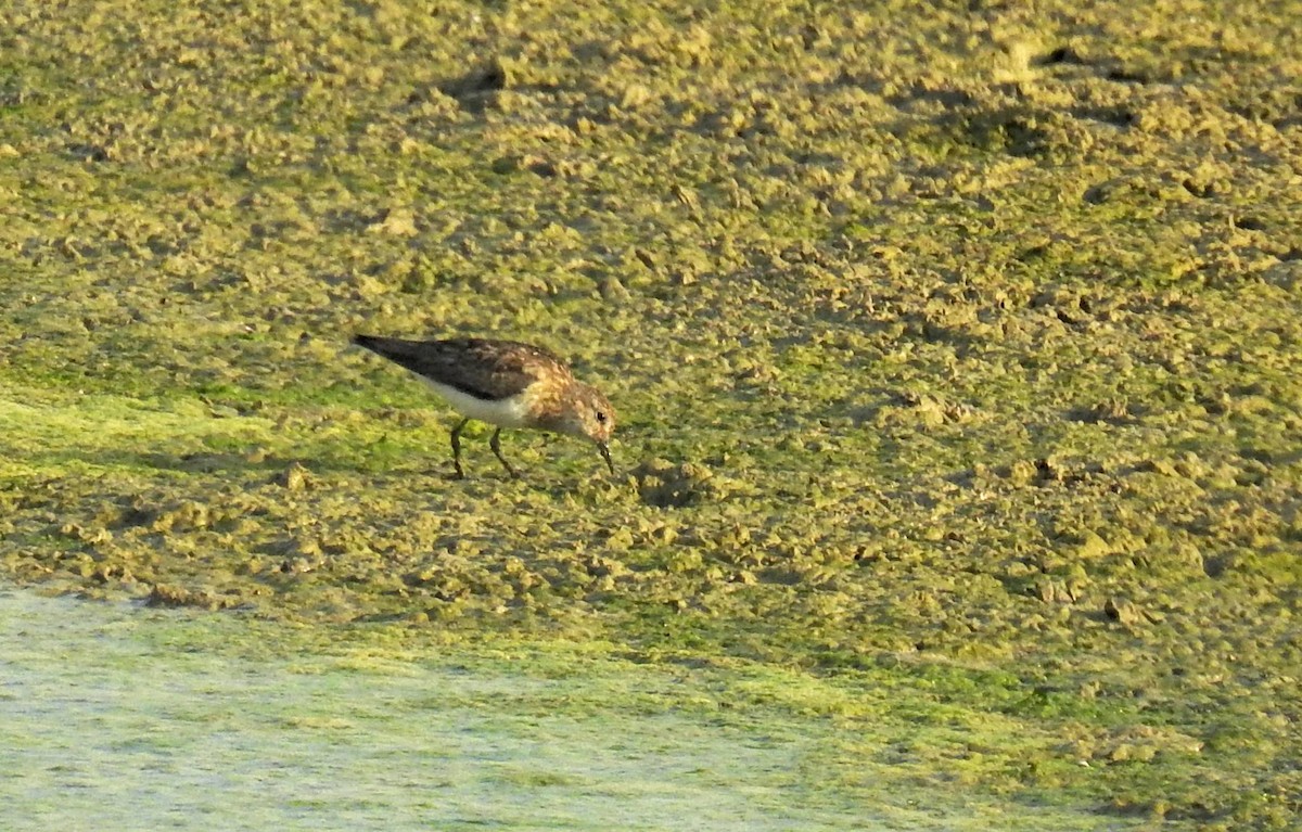temmincksnipe - ML254741001
