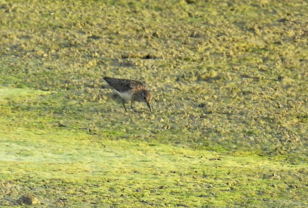 temmincksnipe - ML254741031