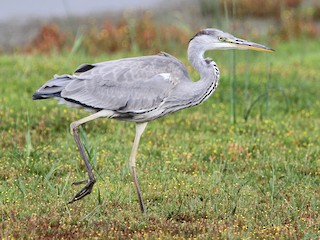 Juvenile - Gray Heron (Gray)