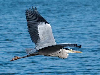 Adult - Gray Heron