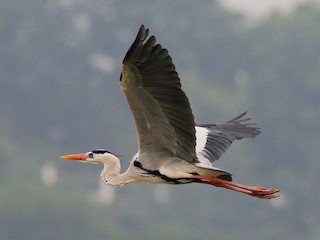 Adult - Gray Heron