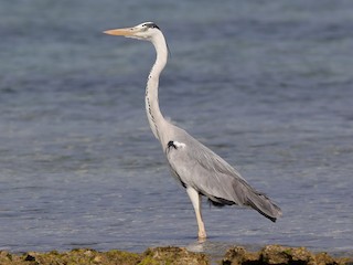 Adult (Madagascar) - Gray Heron (Madagascar)