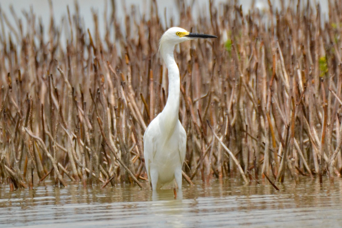 Snowy Egret - Alison Bentley