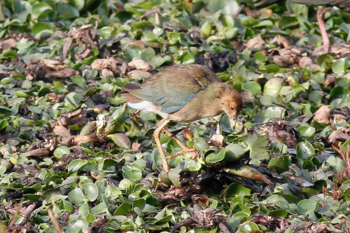 Purple Gallinule - ML254742151