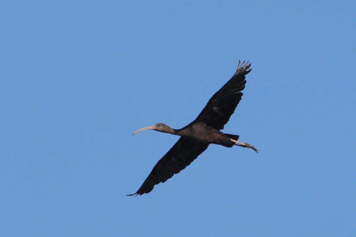 Glossy Ibis - Nelson Fonseca