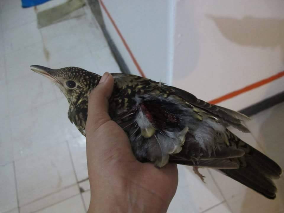 White's Thrush - ML25474291