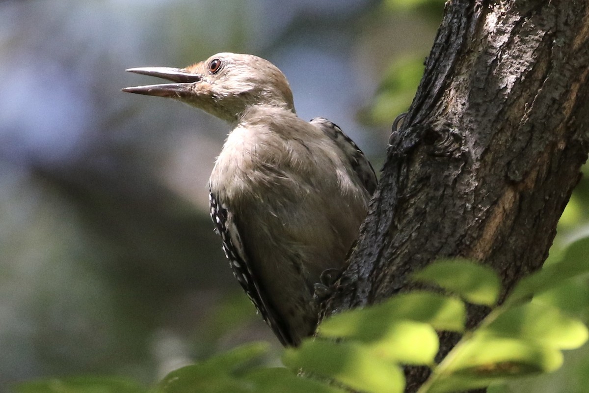 Red-bellied Woodpecker - Anne Bielamowicz