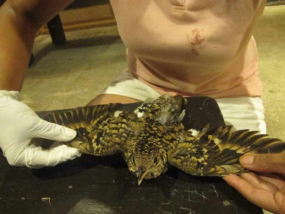 White's Thrush - ML25474301