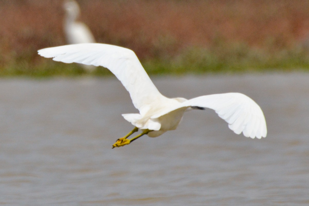 Snowy Egret - ML254743091