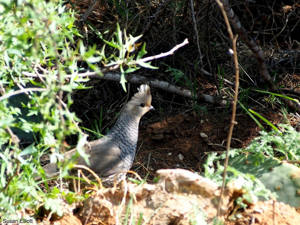 Scaled Quail - Susan Elliott