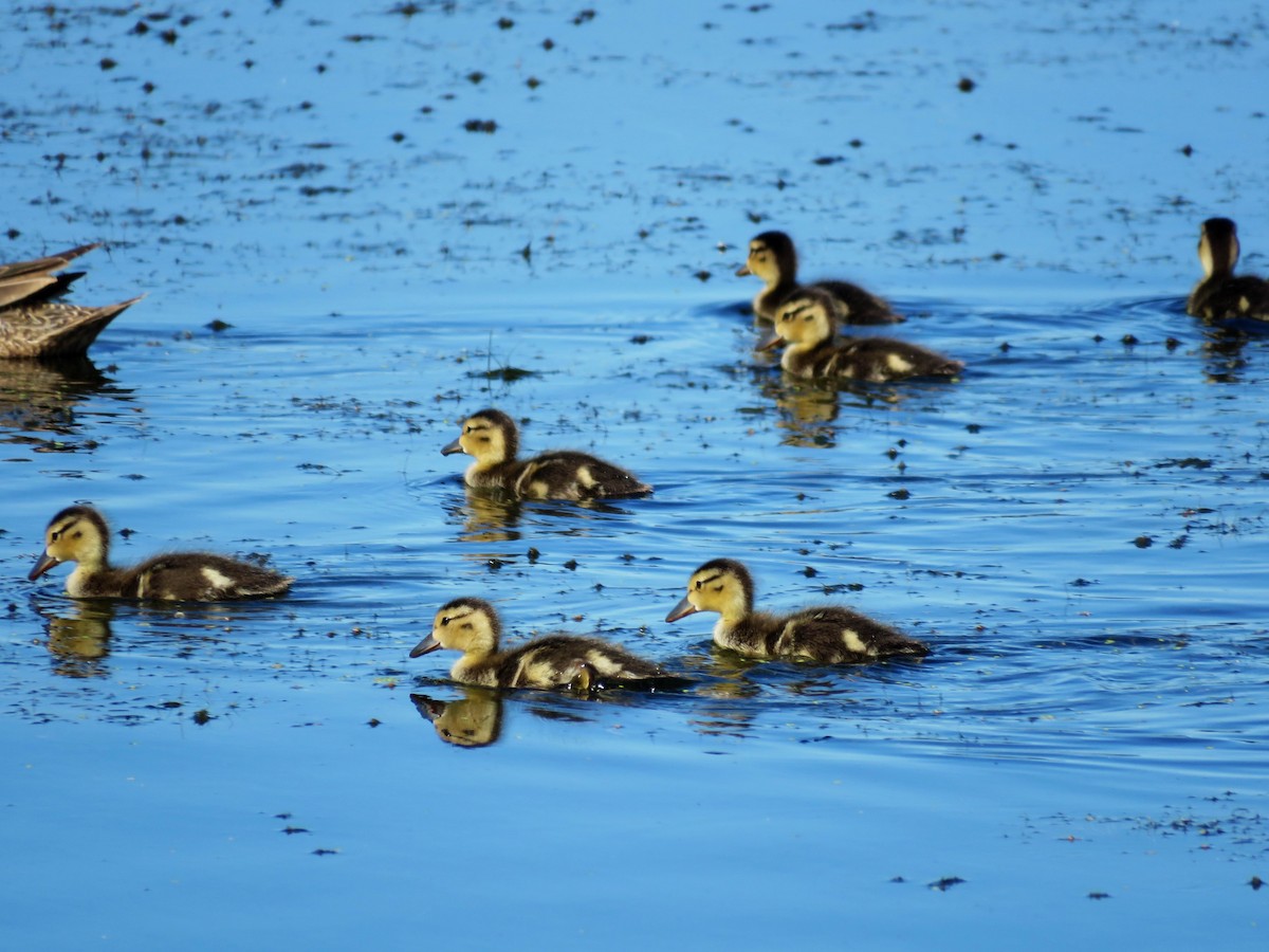 Cinnamon Teal - Hendrik Herlyn