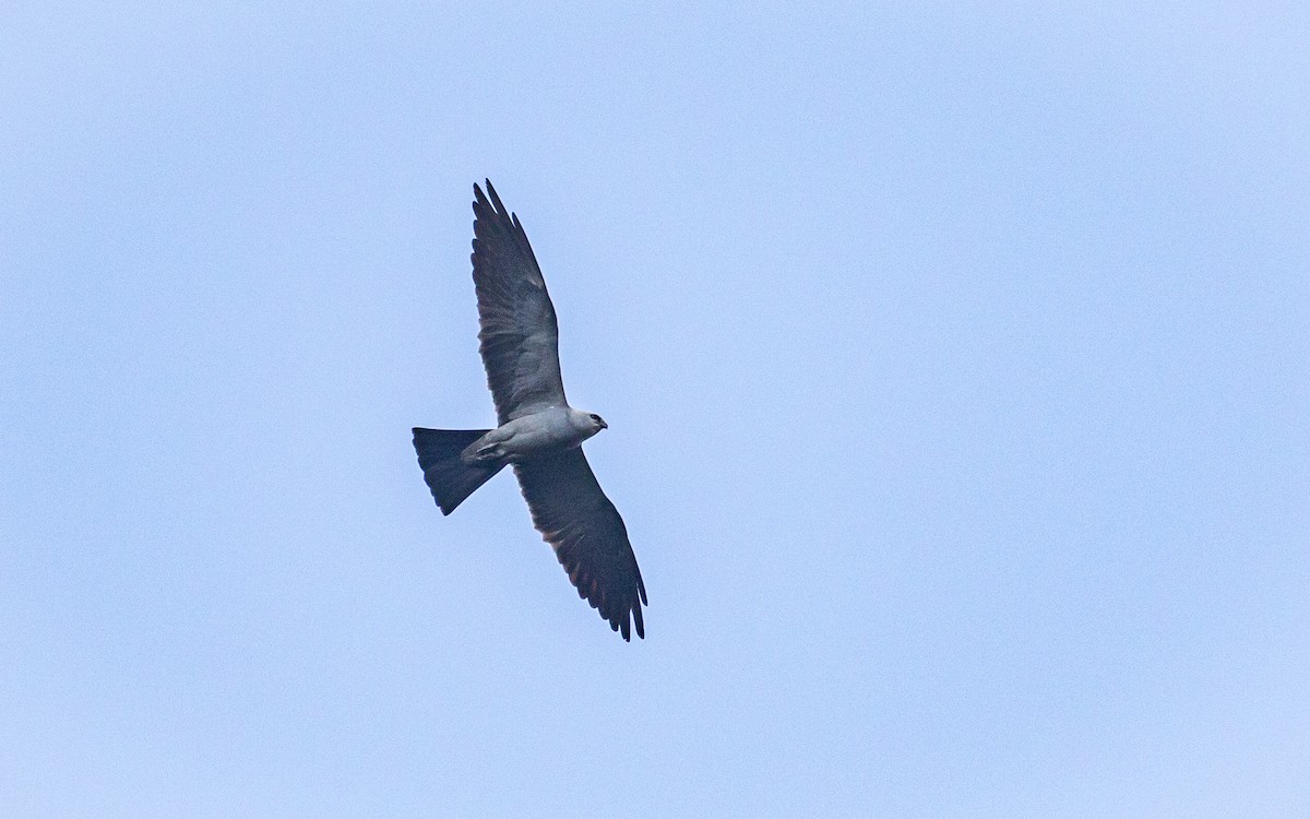 Mississippi Kite - ML254746861