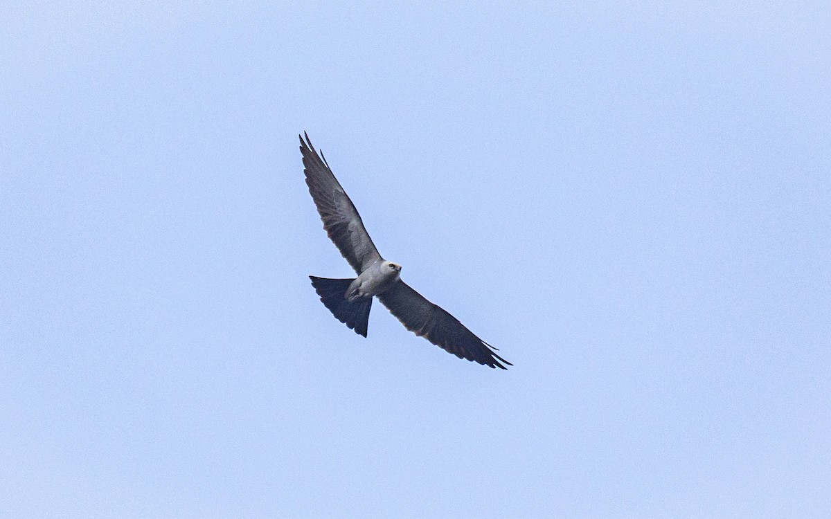 Mississippi Kite - ML254746871