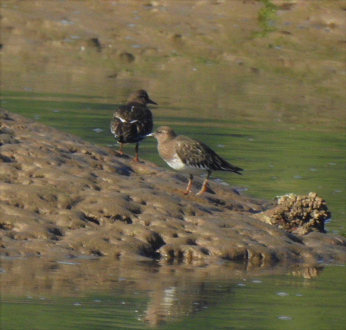 Black Turnstone - ML254747361