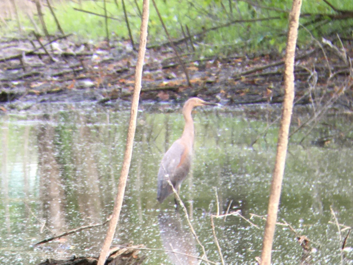 Reddish Egret - ML254748481