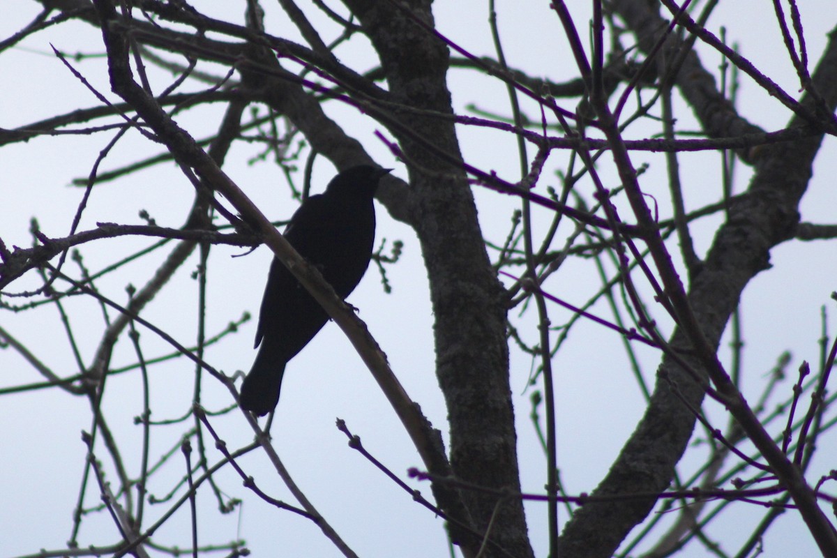 Red-winged Blackbird (Red-winged) - ML25475031