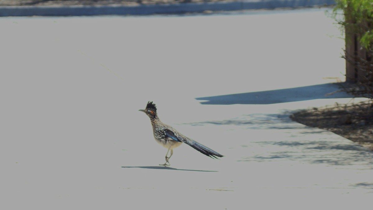 Greater Roadrunner - ML254751291