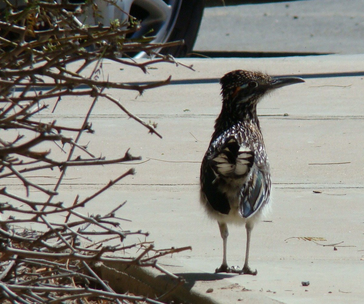 Greater Roadrunner - ML254751311