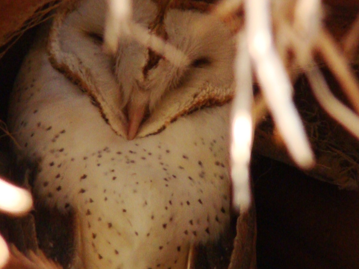 Barn Owl - ML254751321