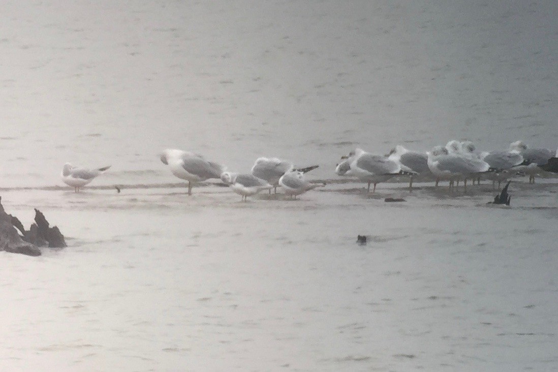 Bonaparte's Gull - ML254751571