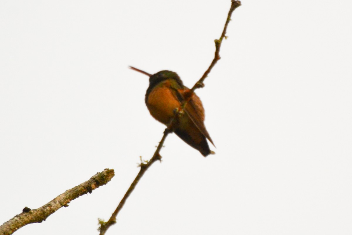 Chestnut-bellied Hummingbird - ML254751891