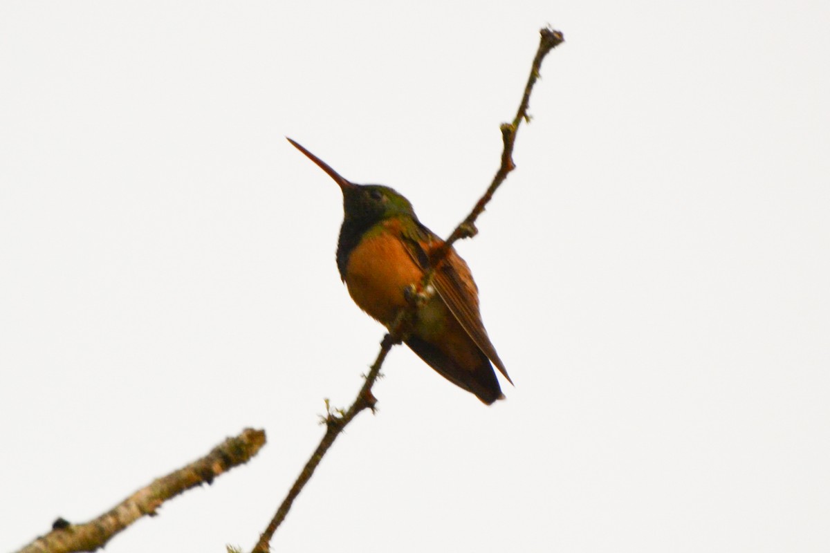 Chestnut-bellied Hummingbird - ML254751901