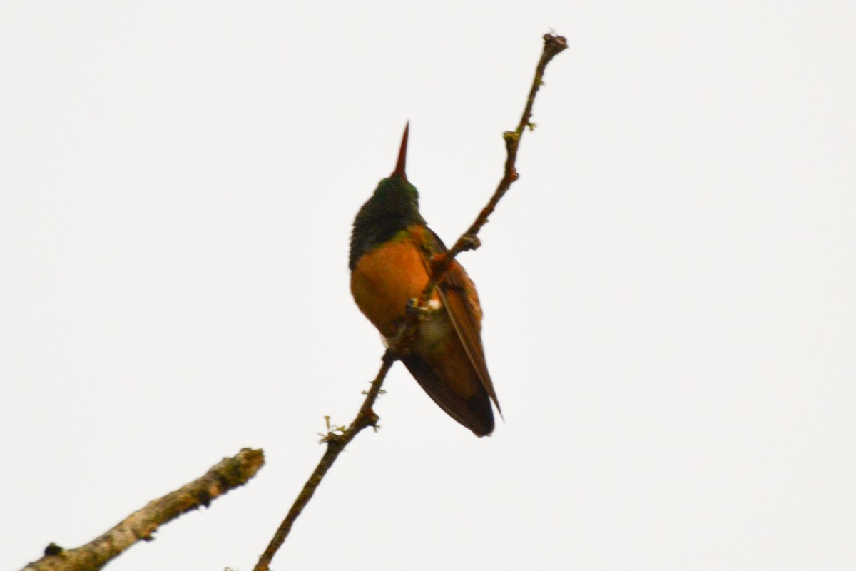 Chestnut-bellied Hummingbird - ML254751921