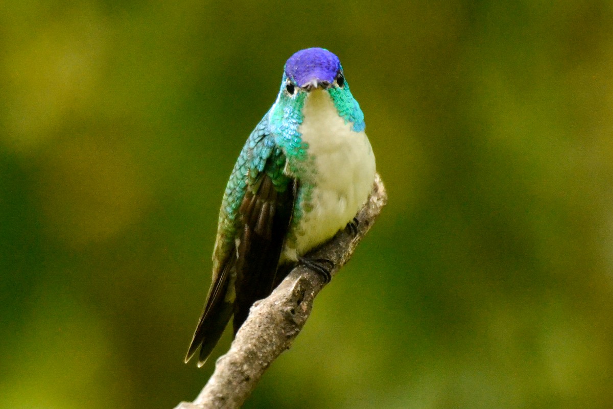 Andean Emerald - Alison Bentley